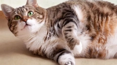 Cat раждане (видео): пригответе се да станете член на чудо